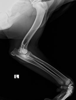 gomito con grave displasia. Labrador r. di 6 mesi