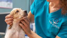 problemi ortopedici nel cucciolo di cane
